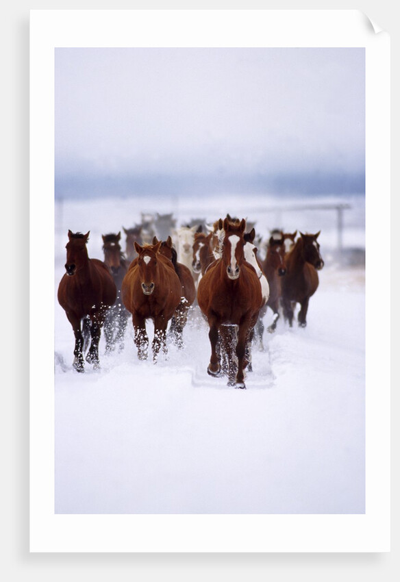 Herd of Horses Running by Anonymous