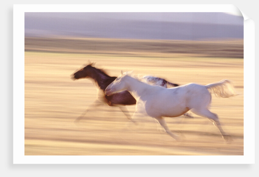 Horses Running by Anonymous