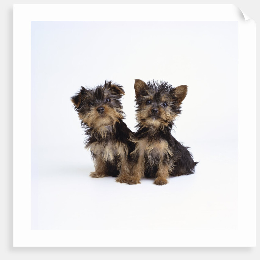 Pair of Yorkshire Terrier Puppies by Anonymous