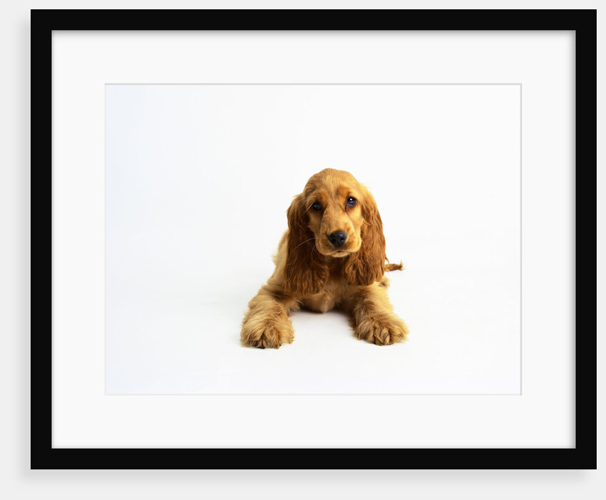Cocker Spaniel Puppy by Anonymous