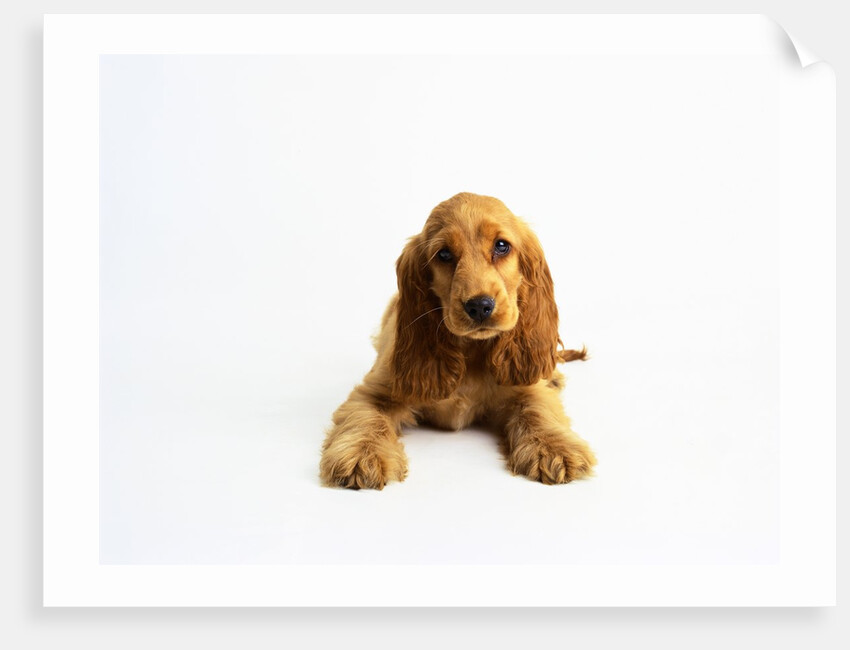 Cocker Spaniel Puppy by Anonymous