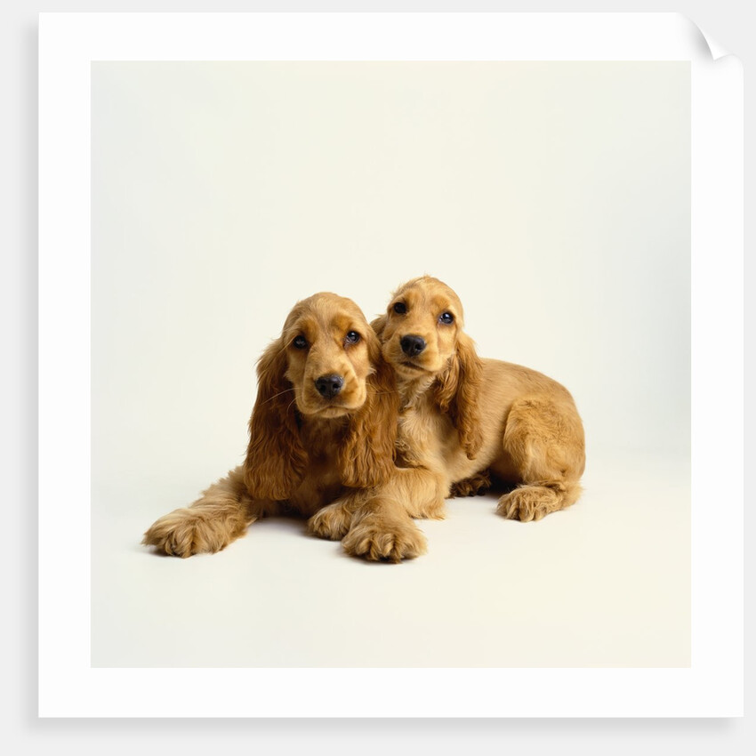 Pair of Cocker Spaniel Puppies by Anonymous