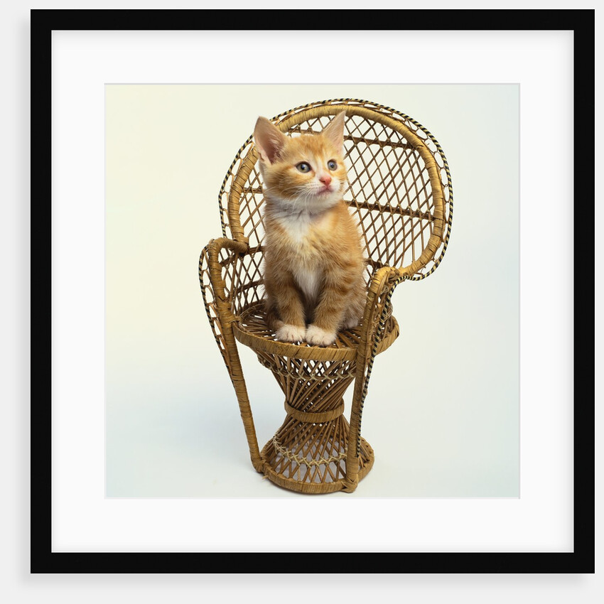 Kitten Sitting on Chair by Anonymous