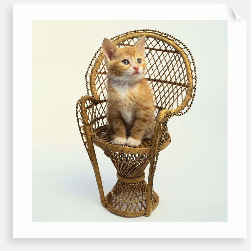 Kitten Sitting on Chair by Anonymous