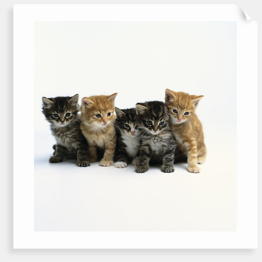 Five Tabby Kittens by Anonymous