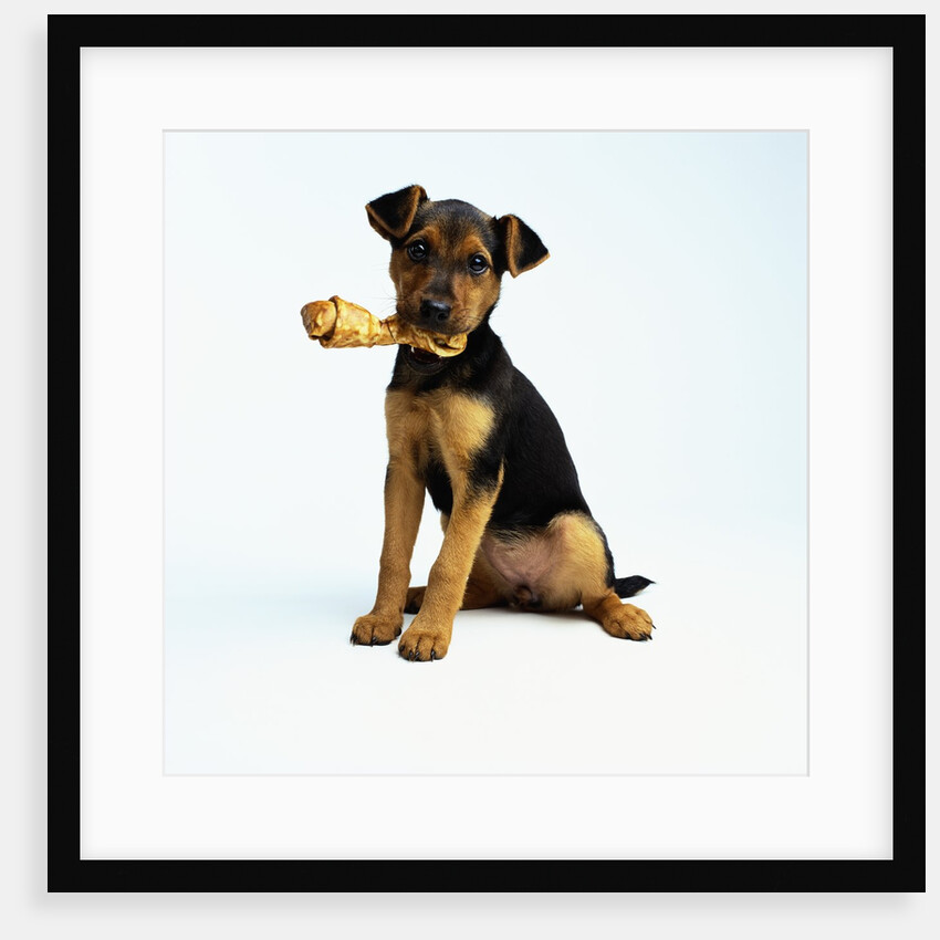 Puppy Holding a Bone by Anonymous