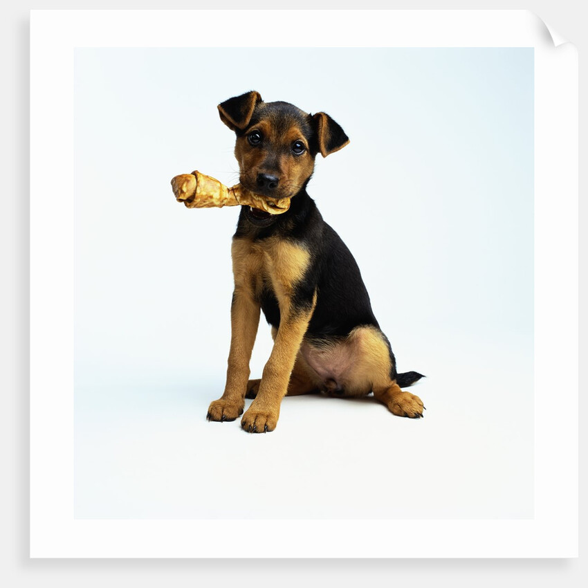 Puppy Holding a Bone by Anonymous