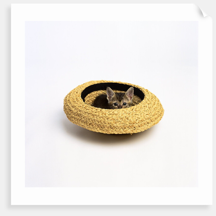 Gray Kitten Hiding in Hat by Anonymous