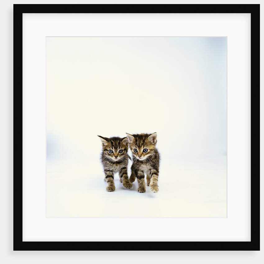 Pair of Tabby Kittens by Anonymous