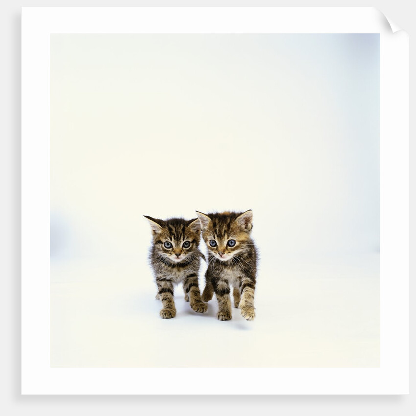 Pair of Tabby Kittens by Anonymous