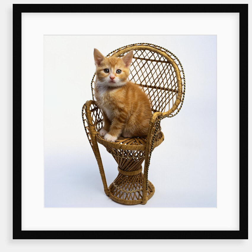 Kitten Sitting on Chair by Anonymous
