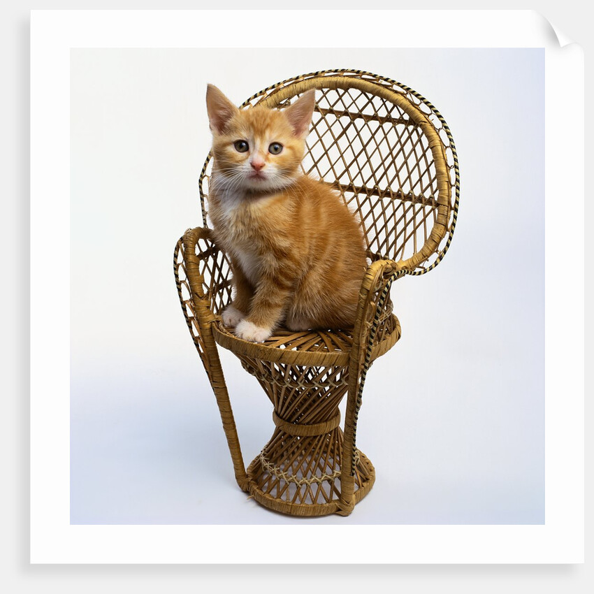 Kitten Sitting on Chair by Anonymous