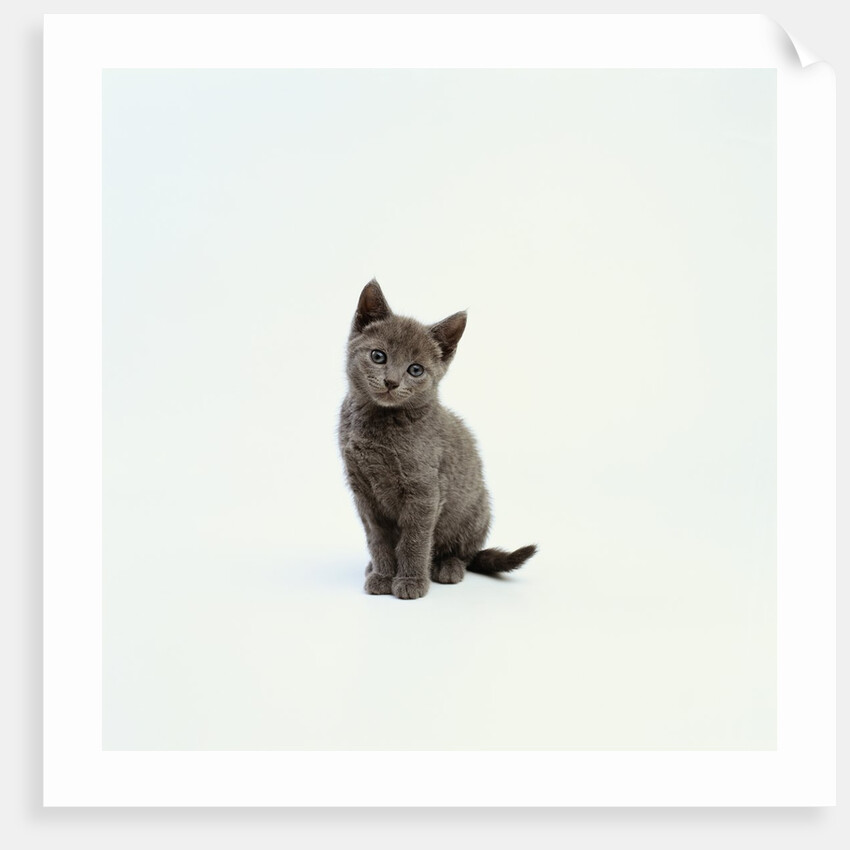 Gray Kitten by Anonymous