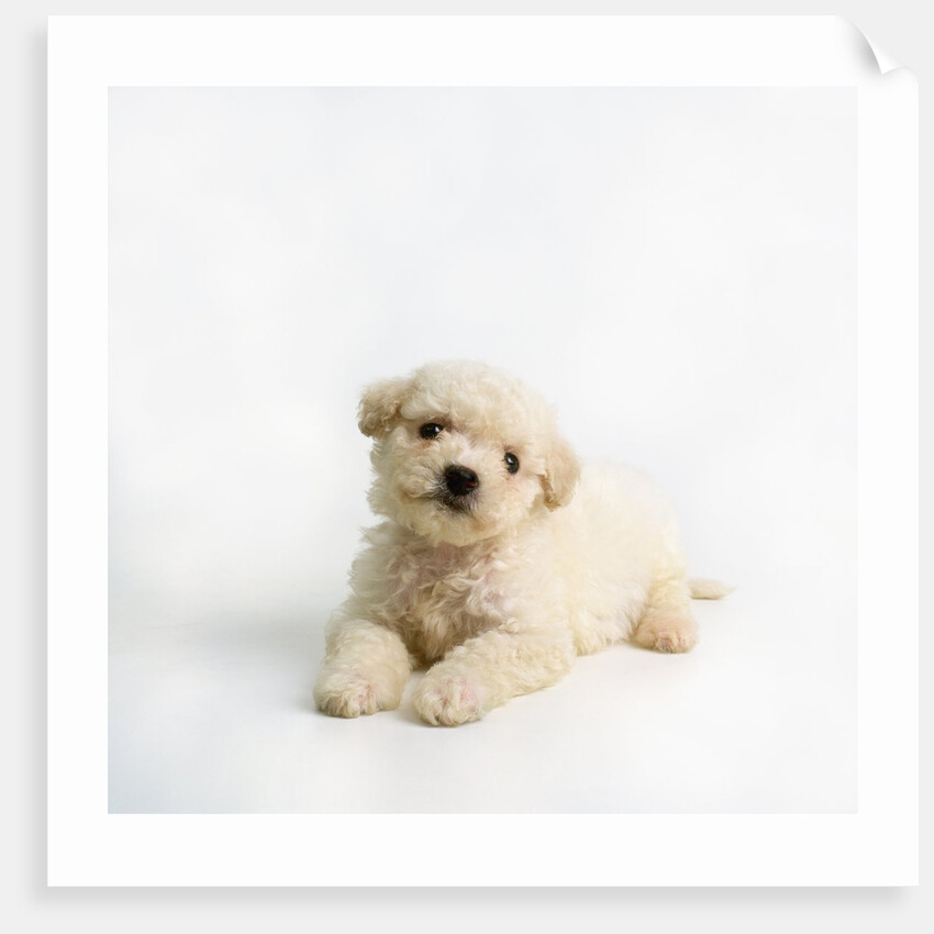 Bichon Frise Puppy by Anonymous