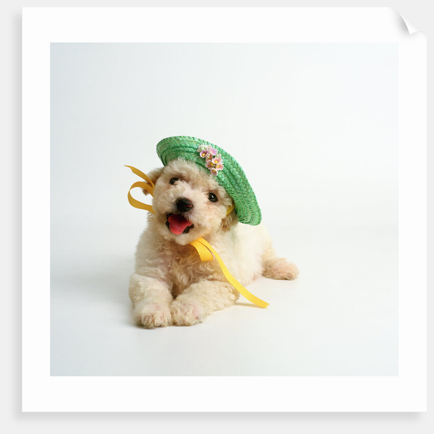 Bichon Frise Puppy Wearing Bonnet by Anonymous