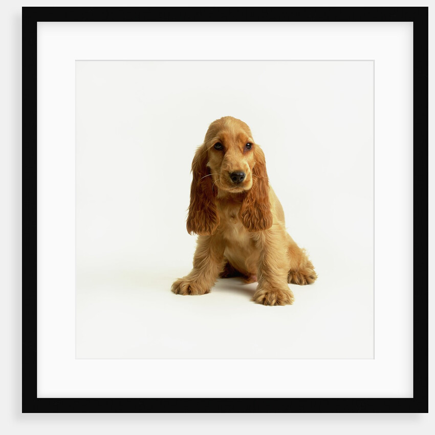 English Cocker Spaniel Puppy by Anonymous