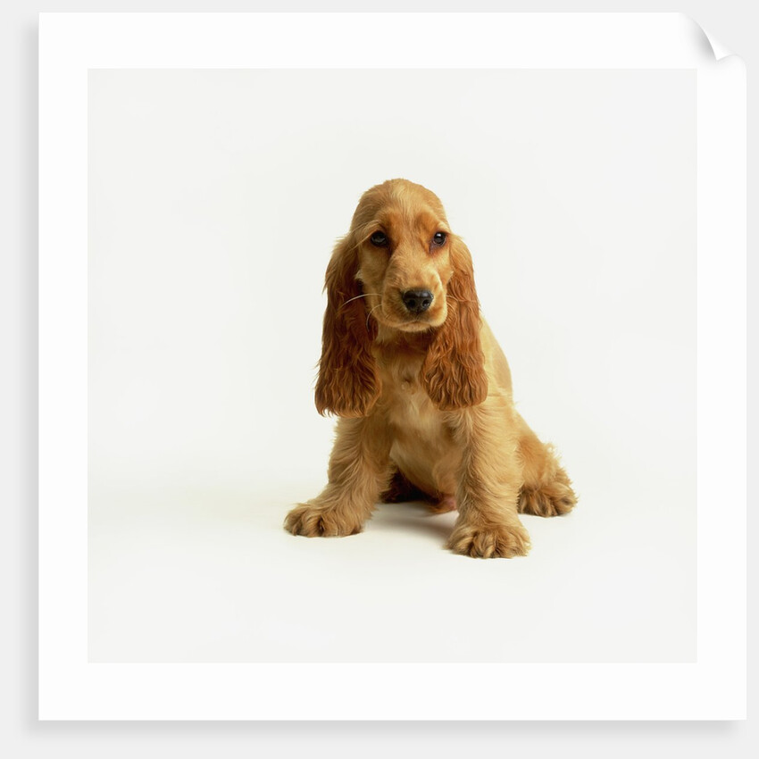 English Cocker Spaniel Puppy by Anonymous
