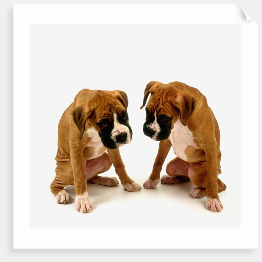 Pair of Boxer Puppies by Anonymous