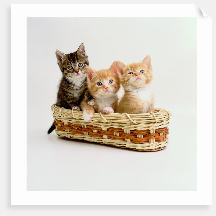 Kittens Sitting in Basket by Anonymous