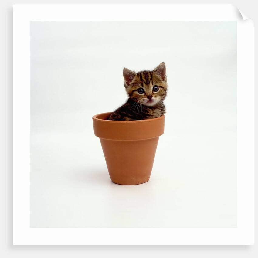 Kitten in Plant Pot by Anonymous