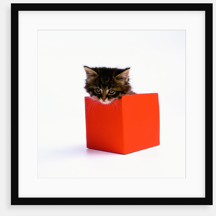 Kitten Sitting in Red Box by Anonymous