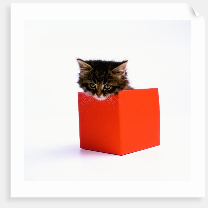 Kitten Sitting in Red Box by Anonymous