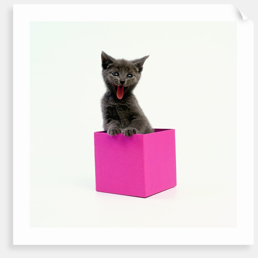 Yawning Kitten in Purple Box by Anonymous