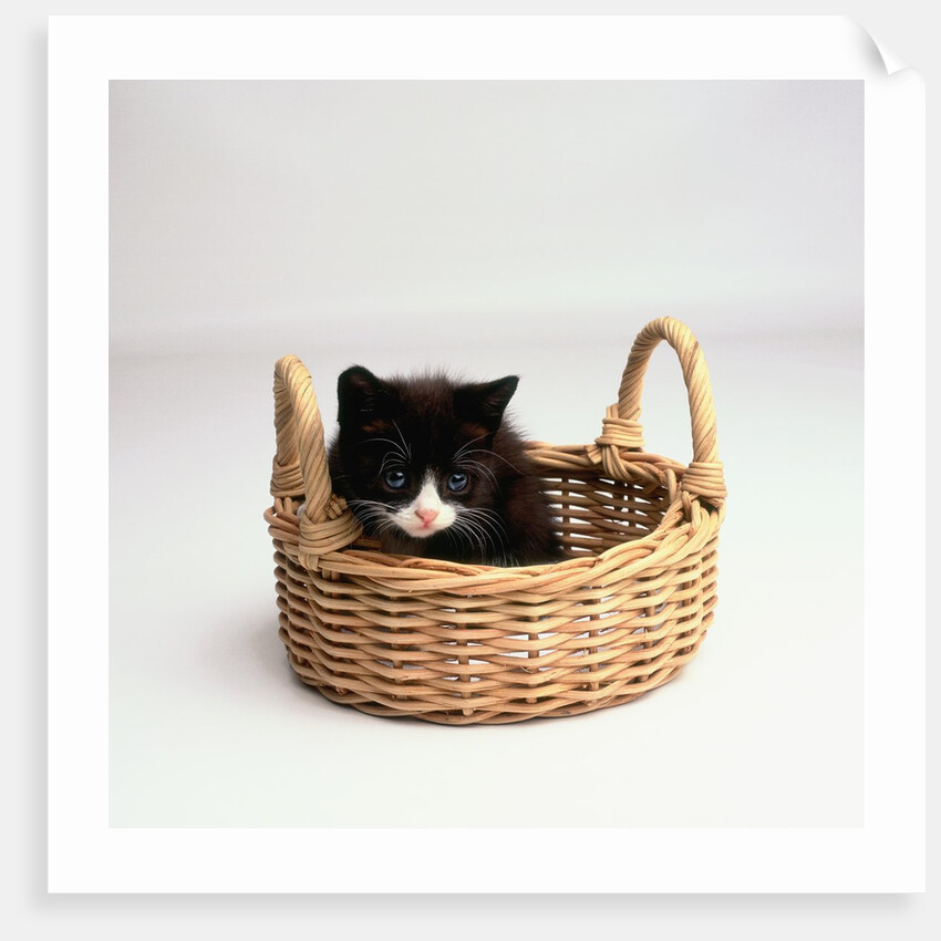 Kitten Sitting in Basket by Anonymous