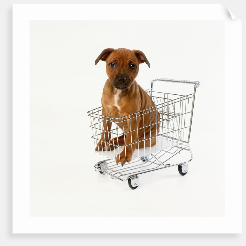 Puppy Sitting in Miniature Shopping Cart by Anonymous