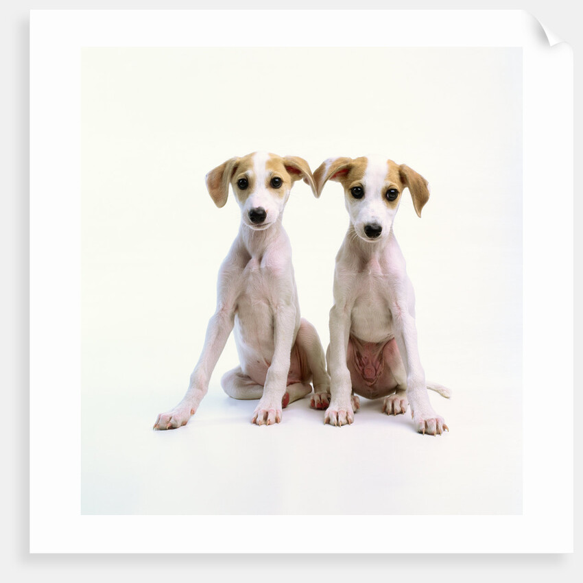 Whippet Puppies by Anonymous