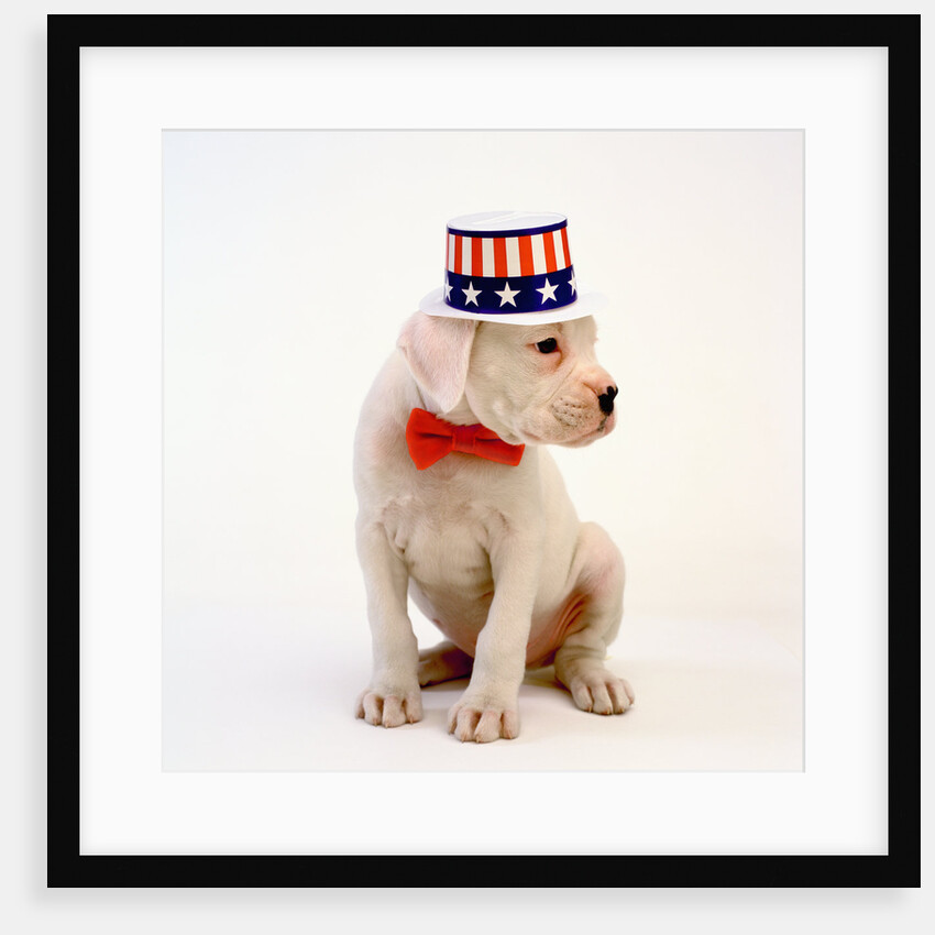 Boxer Puppy Wearing Patriotic Hat by Anonymous