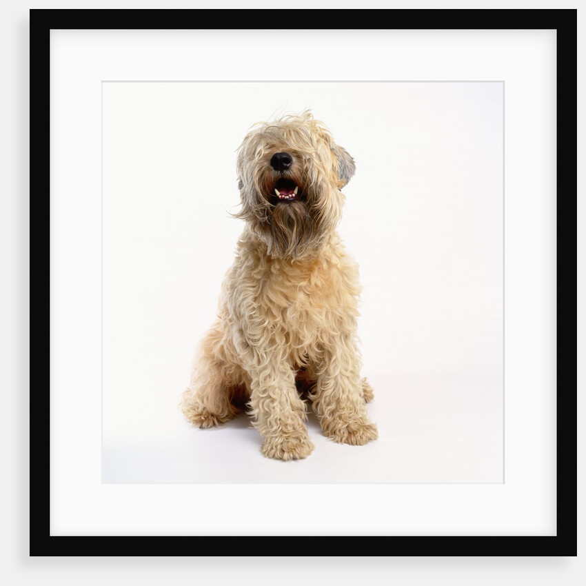 Soft-Coated Wheaten Terrier by Anonymous