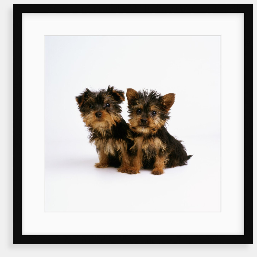 Yorkshire Terrier Puppies by Anonymous