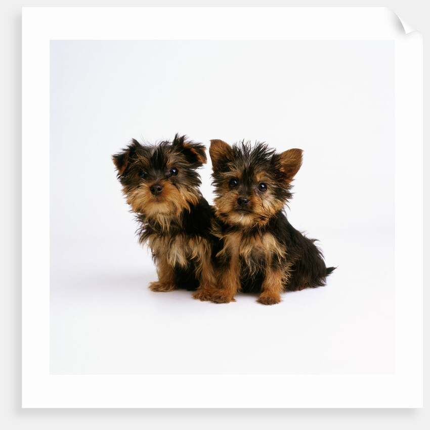 Yorkshire Terrier Puppies by Anonymous