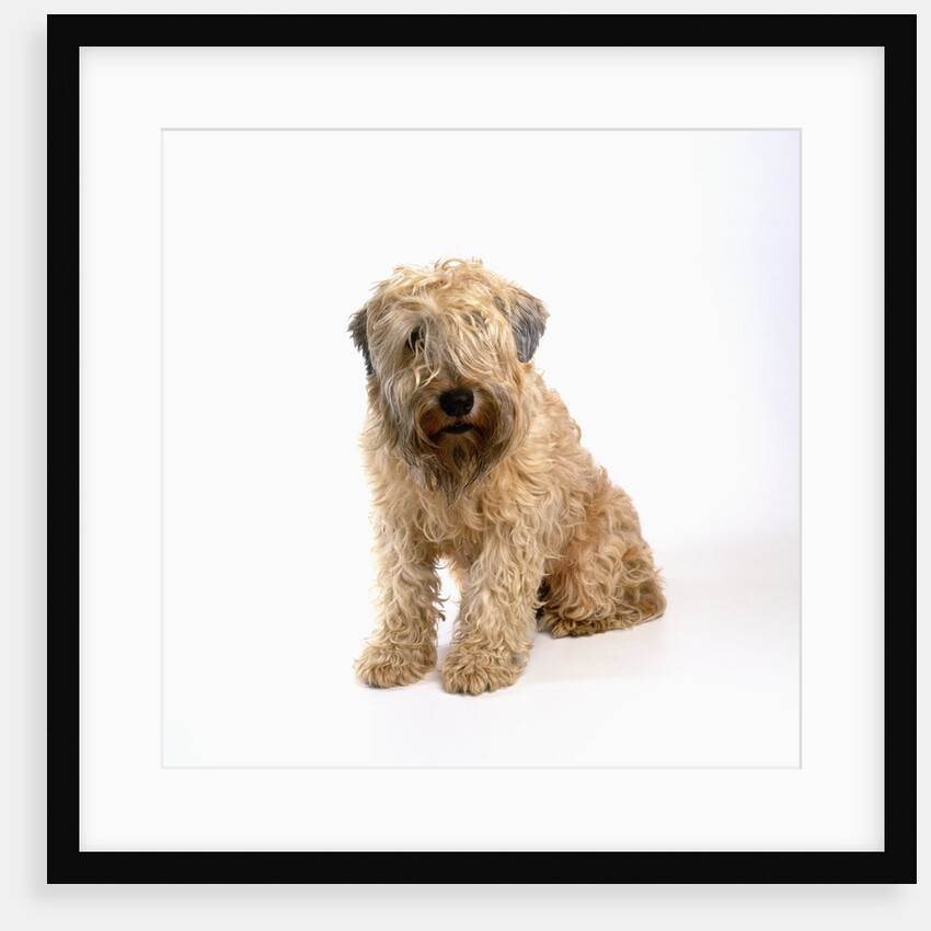 Wheaten Terrier by Anonymous