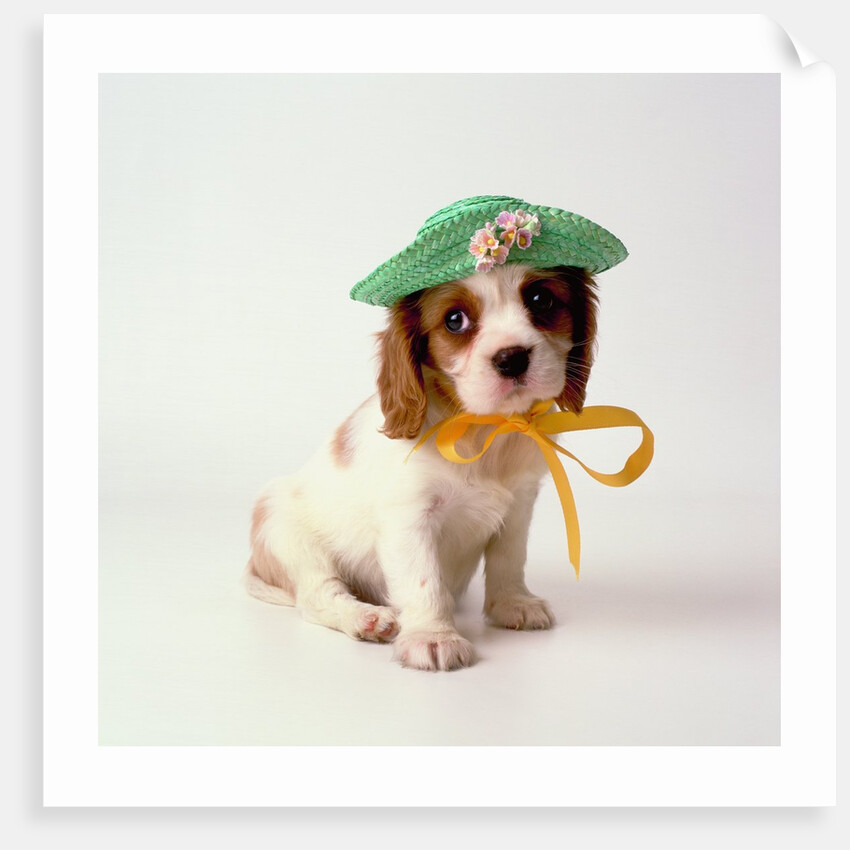 Spaniel Puppy Wearing Ribbon and Hat by Anonymous