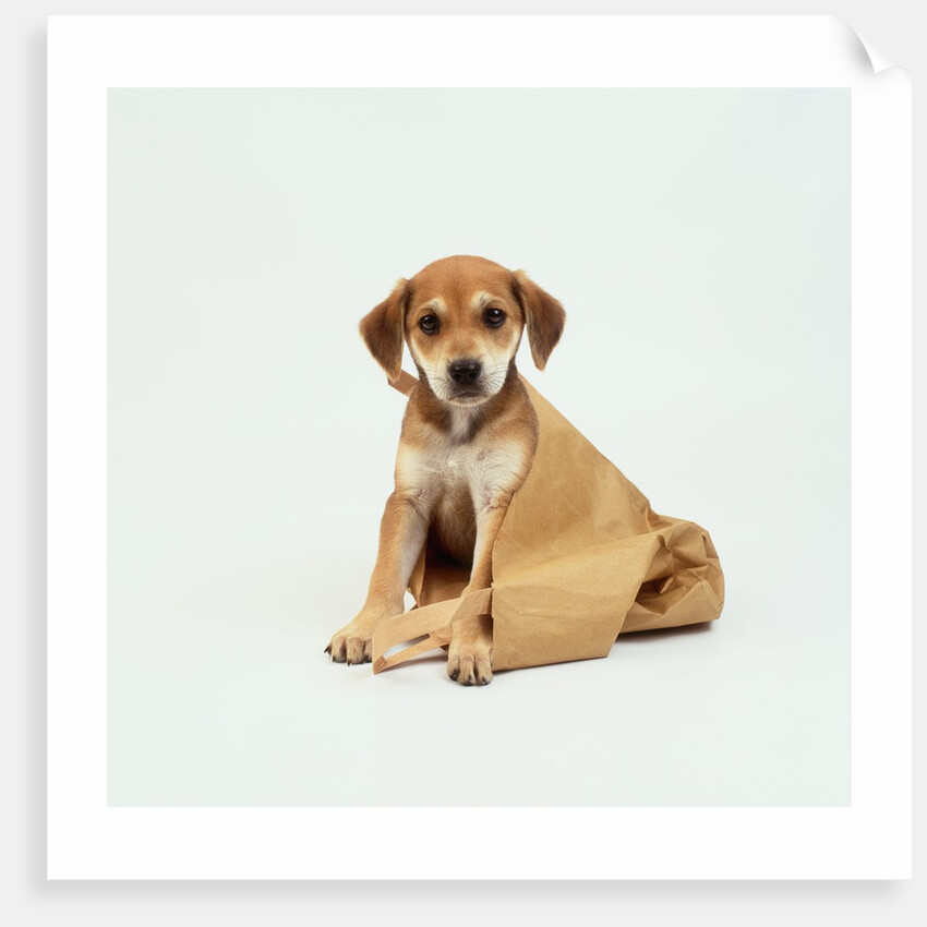 Puppy Sitting in Shopping Bag by Anonymous