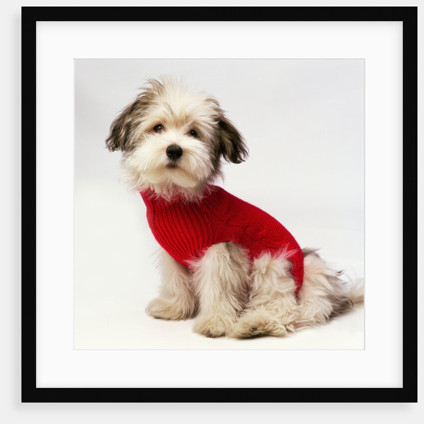 Bichon Havanaise Wearing Red Sweater by Anonymous