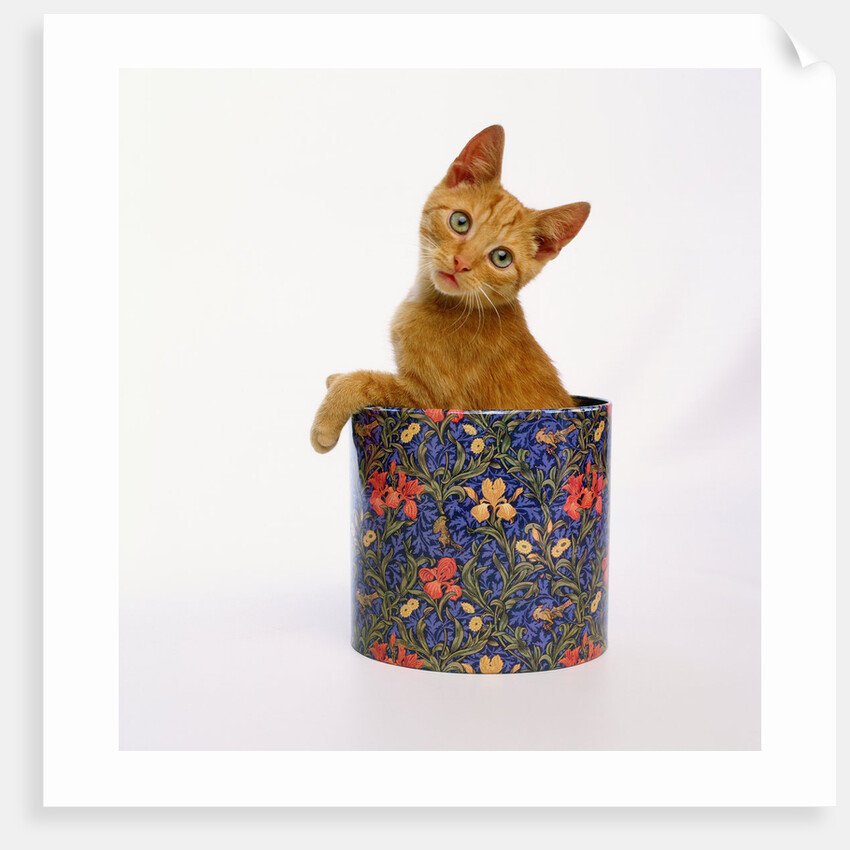 Kitten Sitting in Flowered Cookie Tin by Anonymous