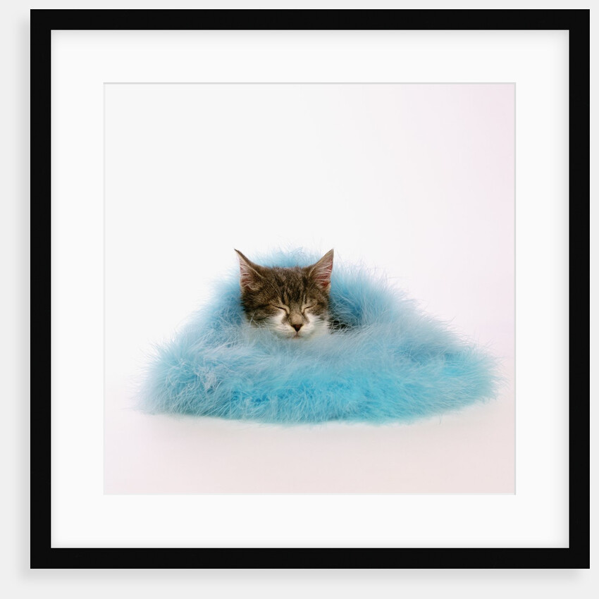 Kitten Sleeping in Feather Boa by Anonymous