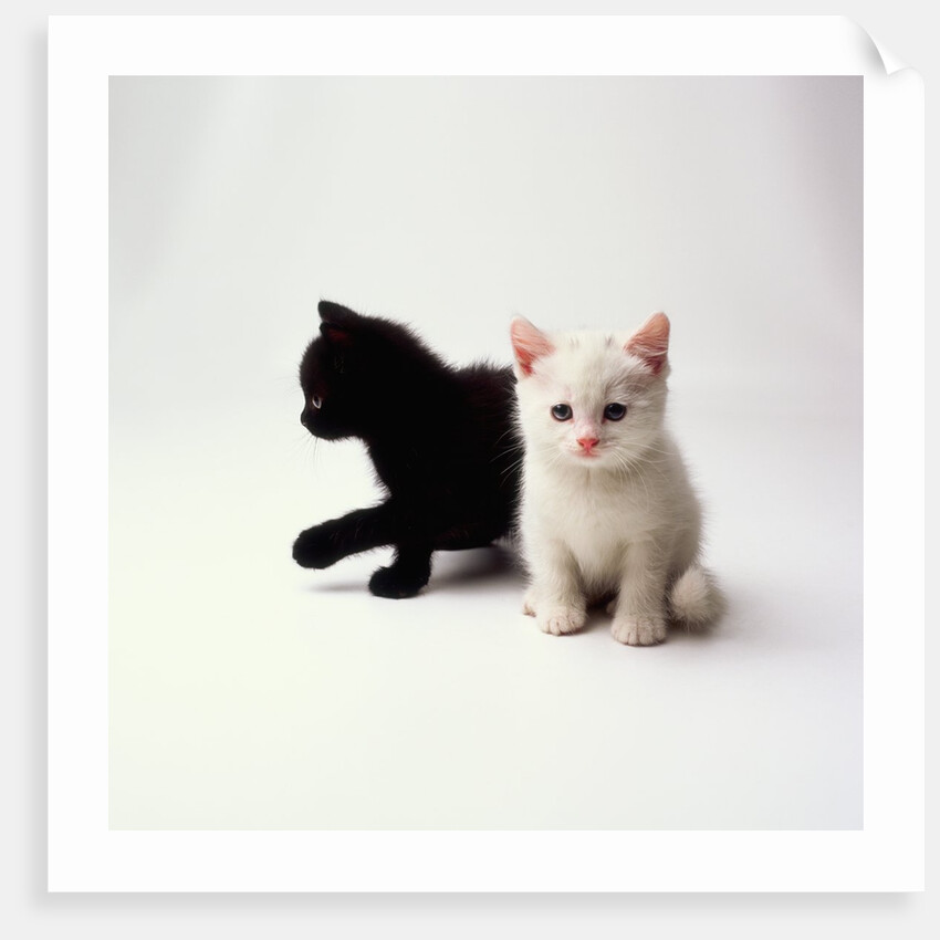 Black Kitten and White Kitten by Anonymous