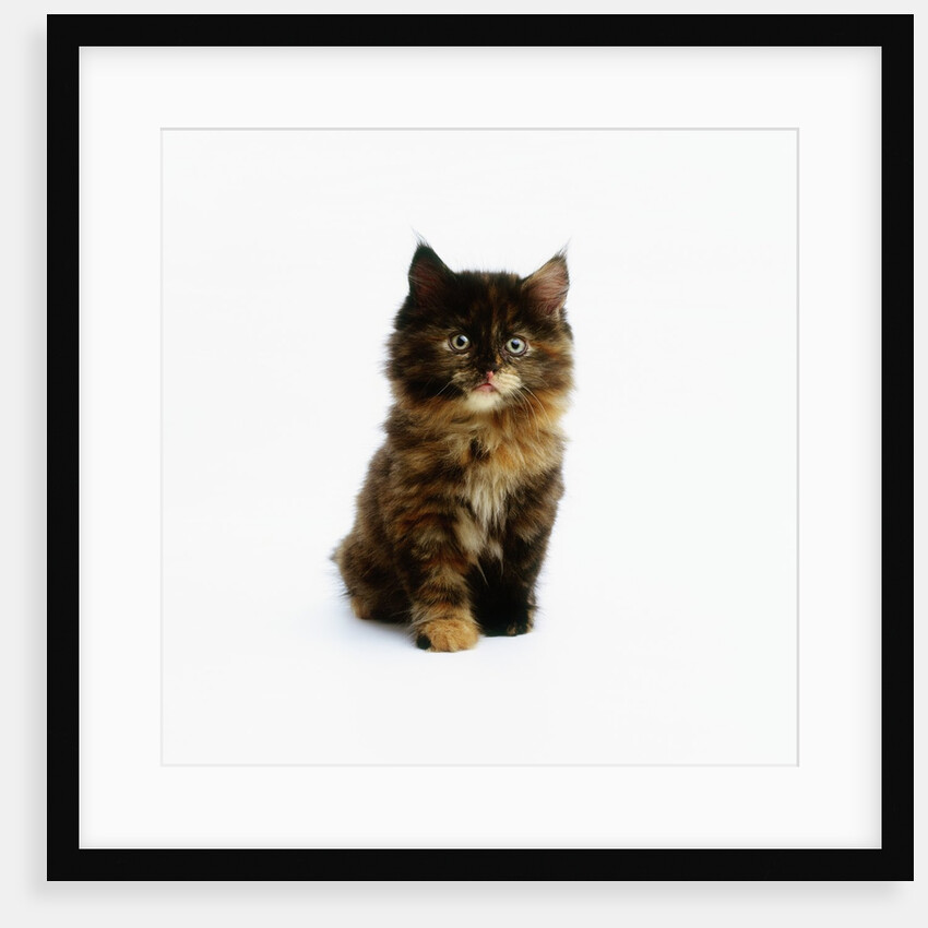 Ragdoll Kitten by Anonymous