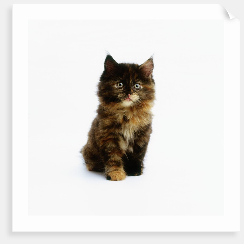 Ragdoll Kitten by Anonymous