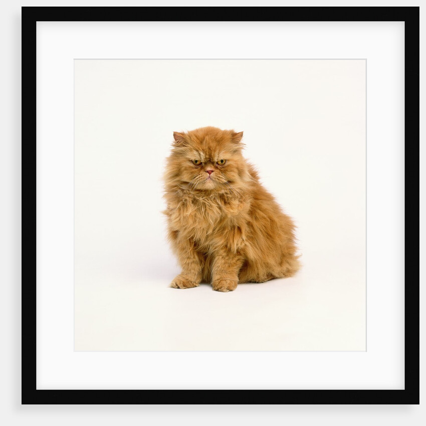 Persian Longhair Cat by Anonymous