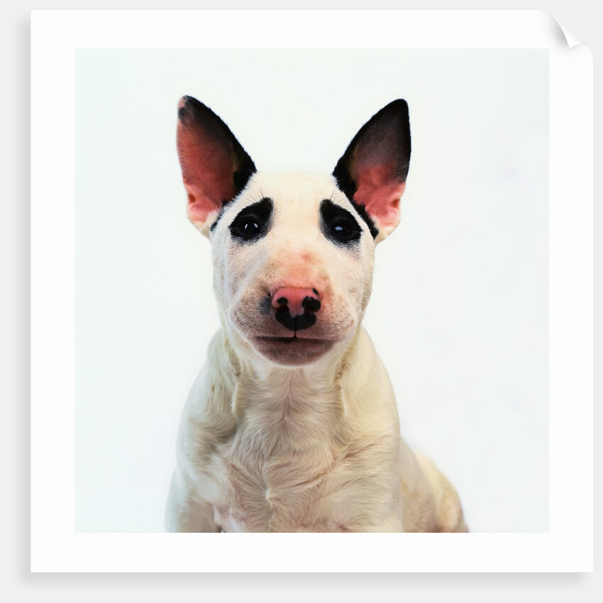 English Bull Terrier by Anonymous