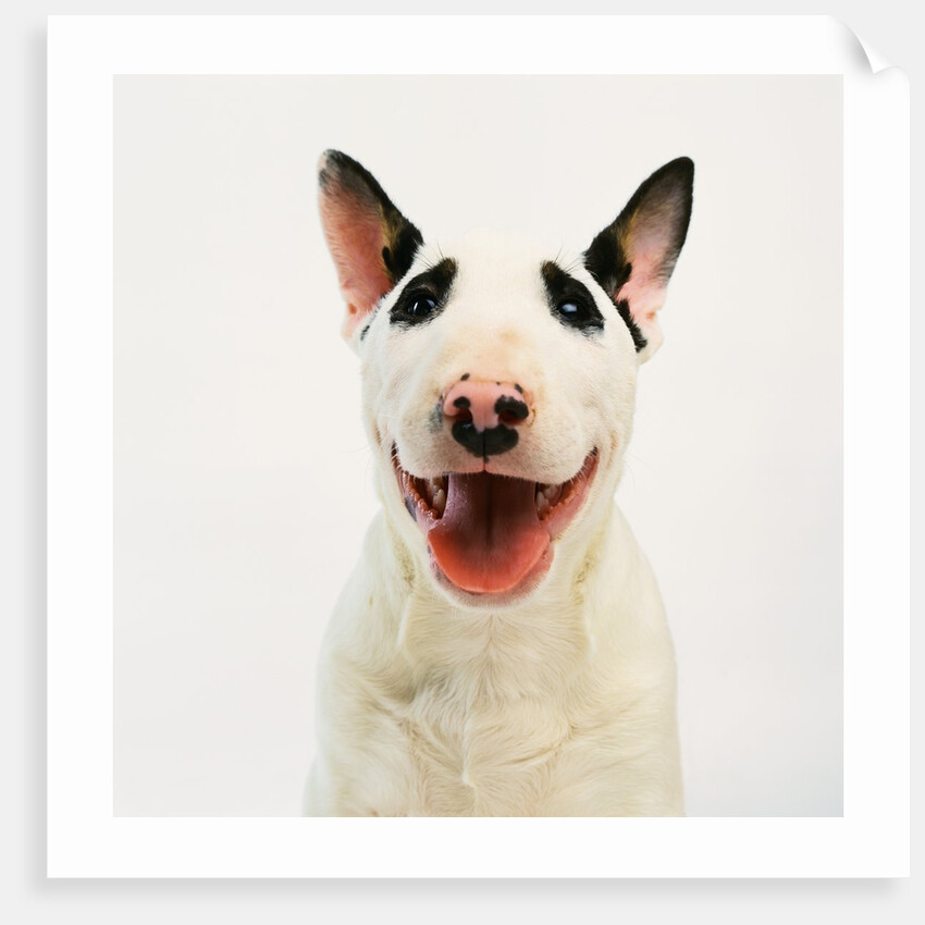 Bull Terrier by Anonymous