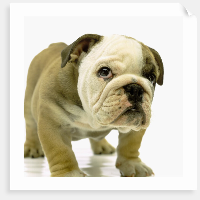 English Bulldog Puppy by Anonymous