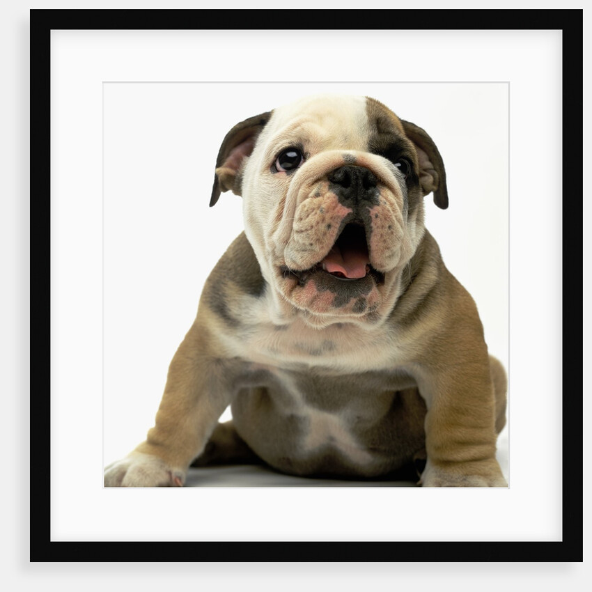 English Bulldog Puppy by Anonymous