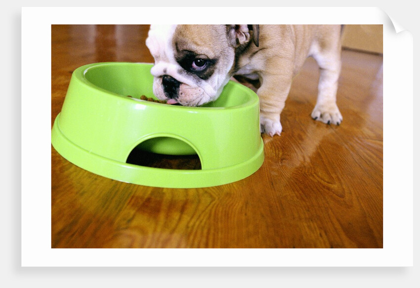 English Bulldog Puppy Eating by Anonymous