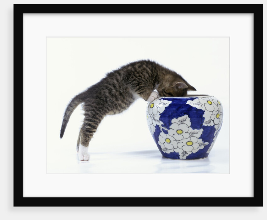 Kitten Looking in Decorated Vase by Anonymous